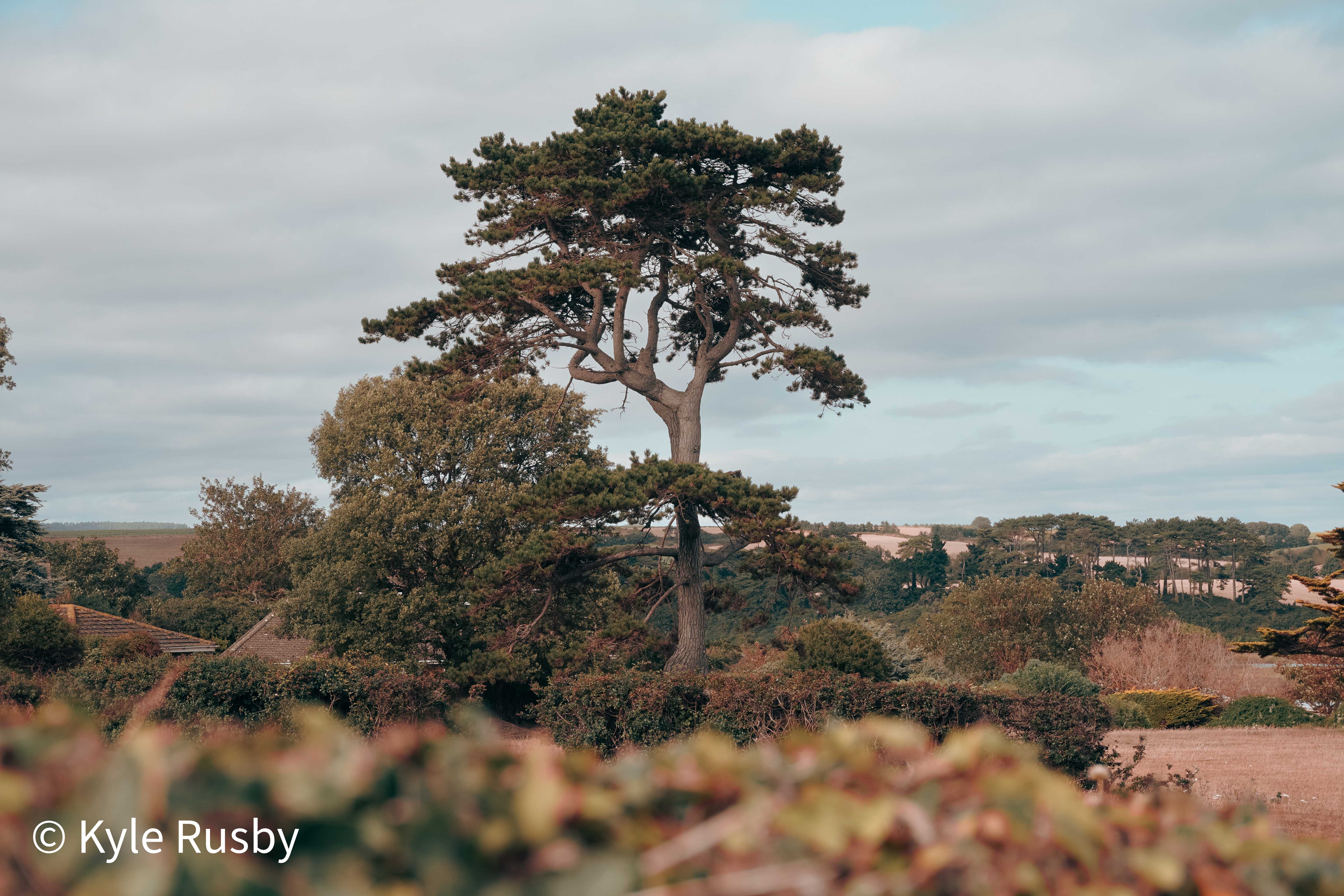 A tall Scots pine towering over garden hedges and bungalow rooftops, with pale pink-tinged fields and woodland rolling into the distance