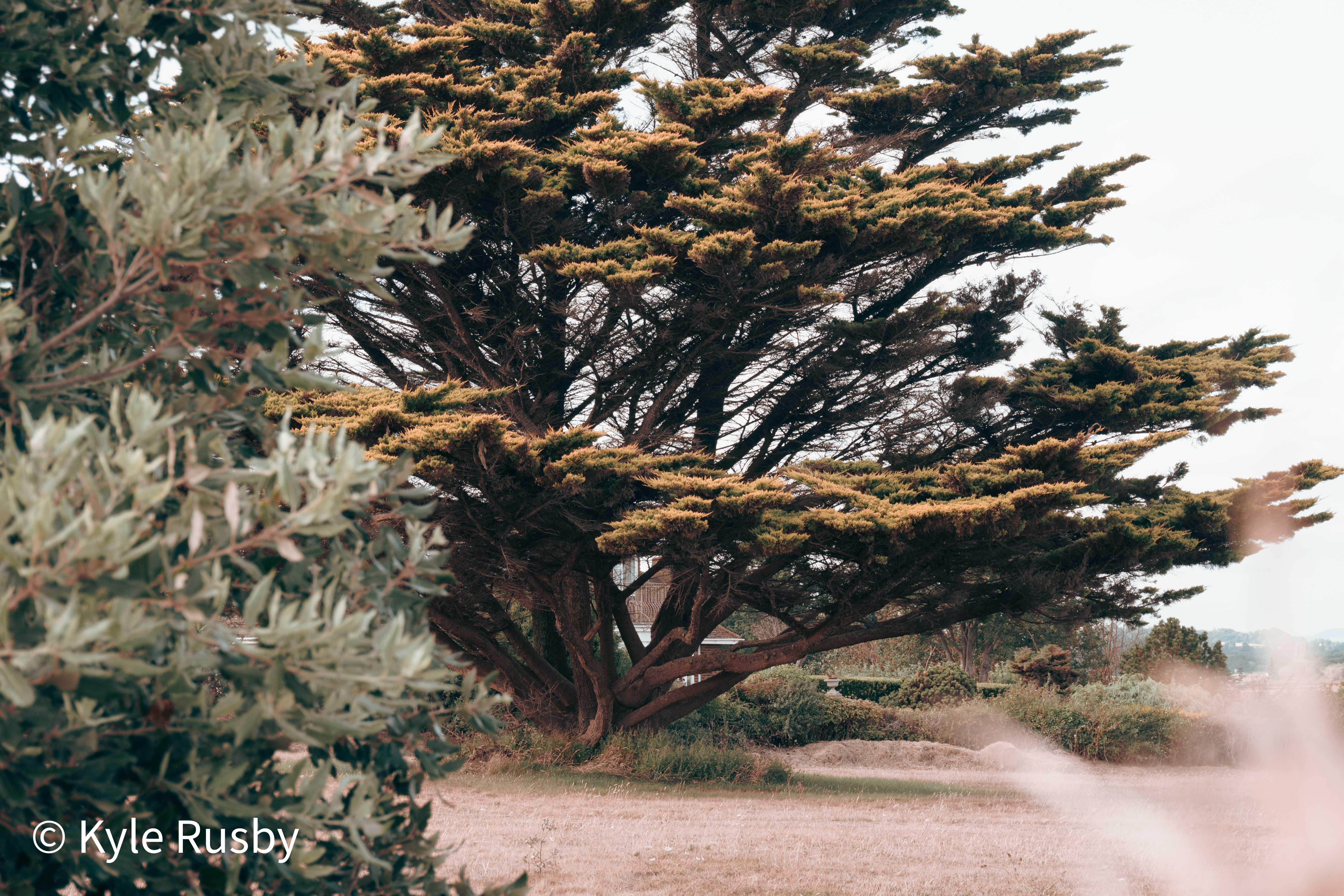 Beneath the same Monterey pine: dark layered branches spreading from a thick trunk, framed by soft green shrubs