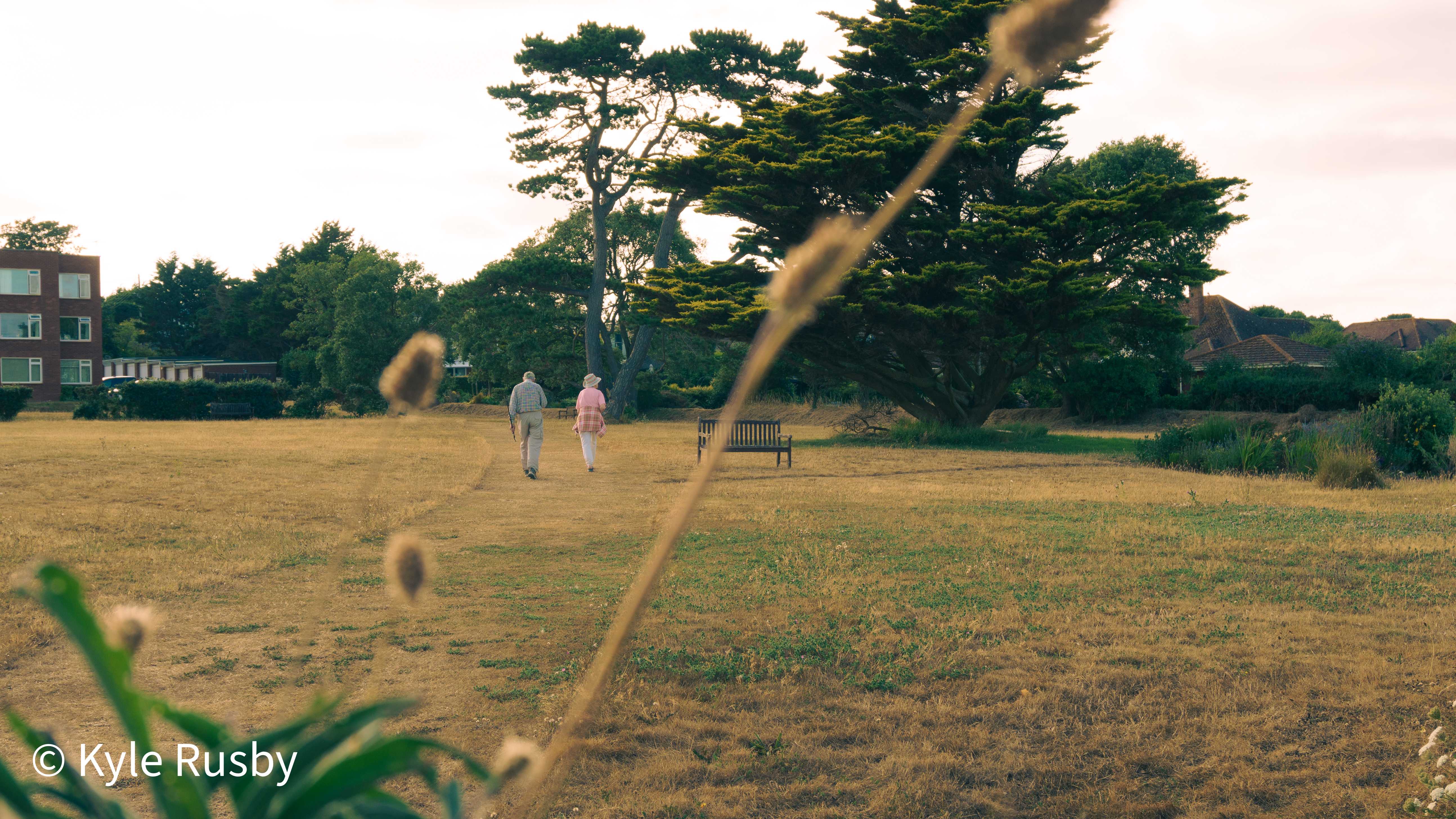An elderly couple walking together across a dry-grass green towards a bench and a stand of pines, seen past a blurred seed head in the foreground