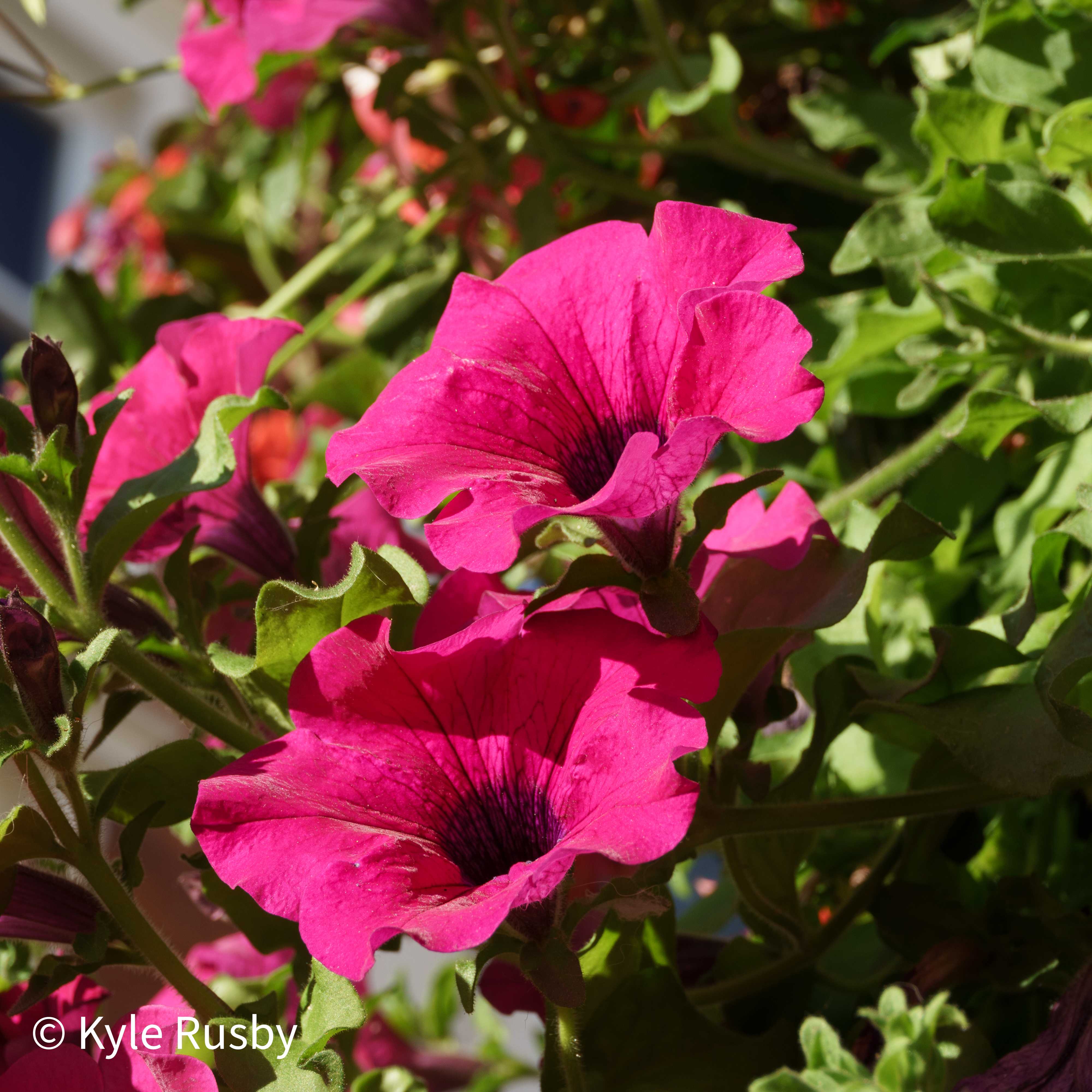 Bright magenta petunias in full sun against tangled green leaves