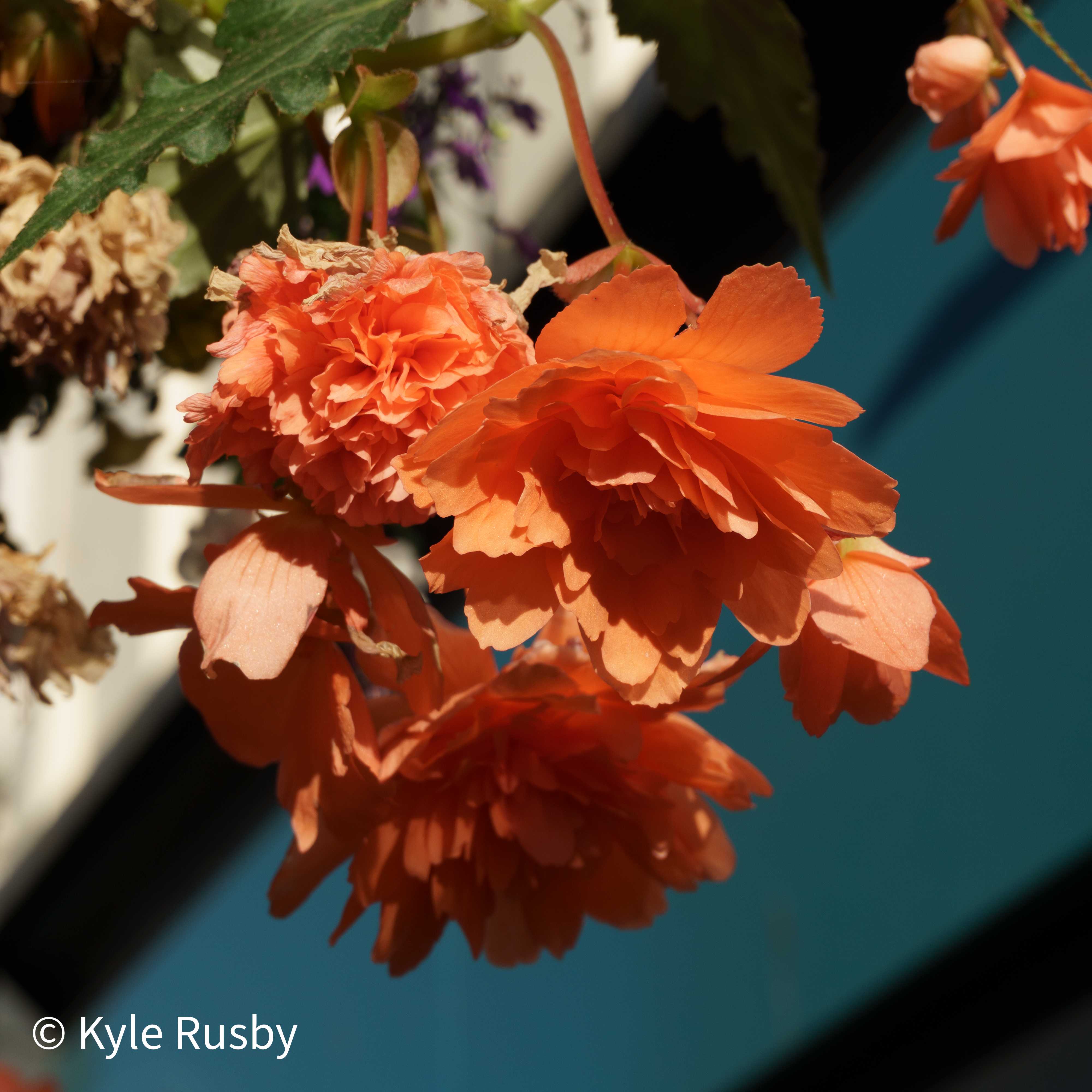 Ruffled orange begonias hanging in sunlight against a teal-painted wall