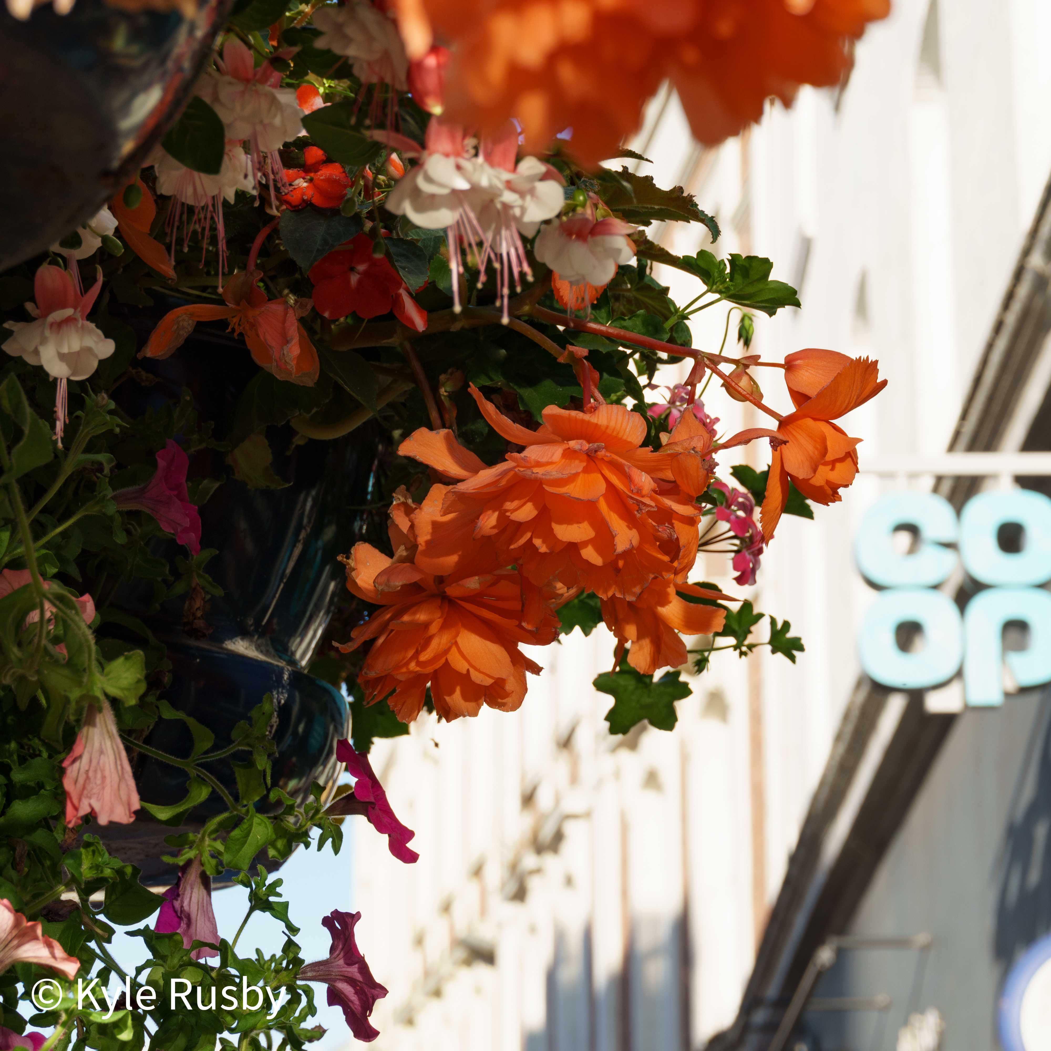 A hanging basket of fuchsias, begonias and petunias overflowing in the sun, a Co-op sign blurred on the street behind