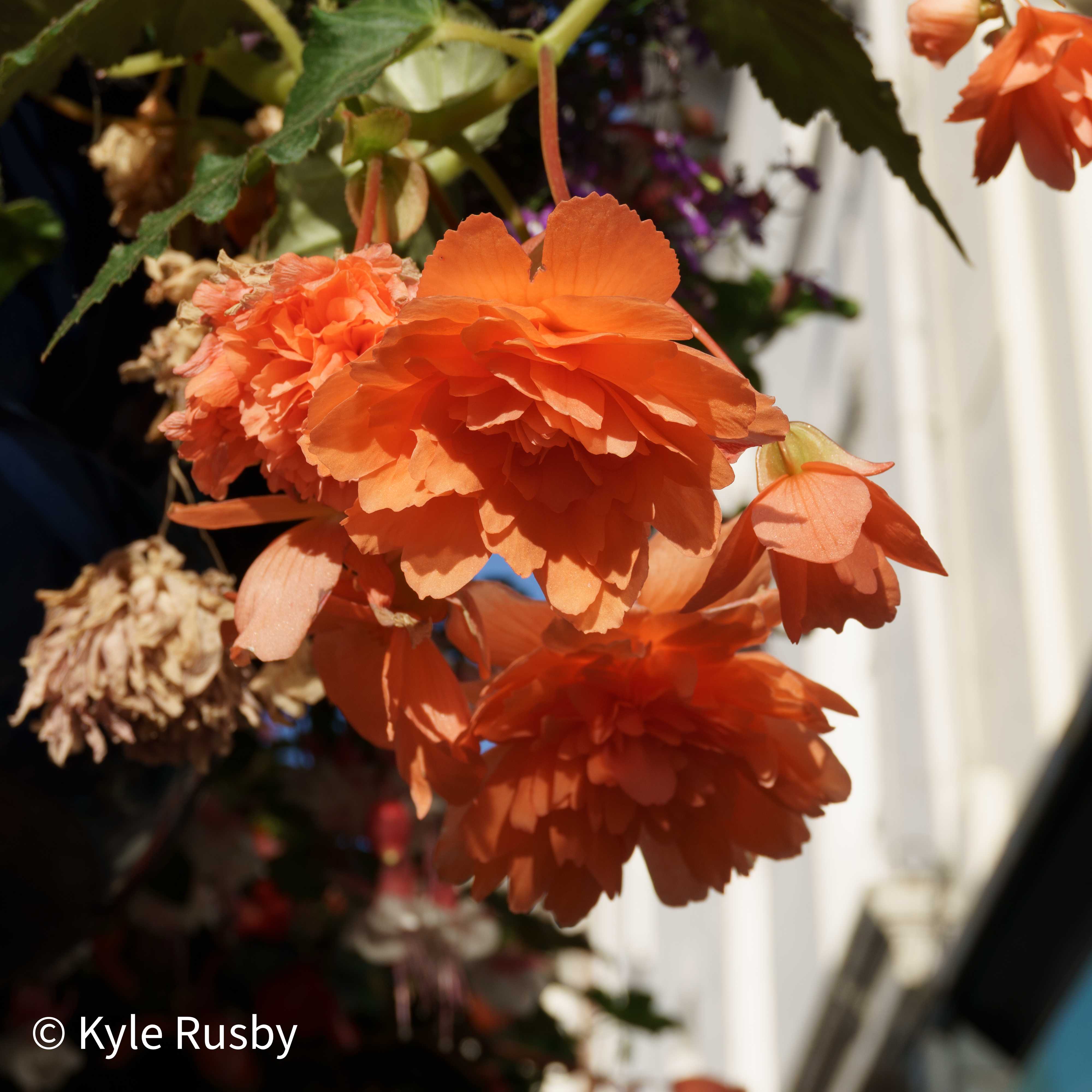 Orange begonias spilling from a basket in bright sun, a white terraced street soft behind