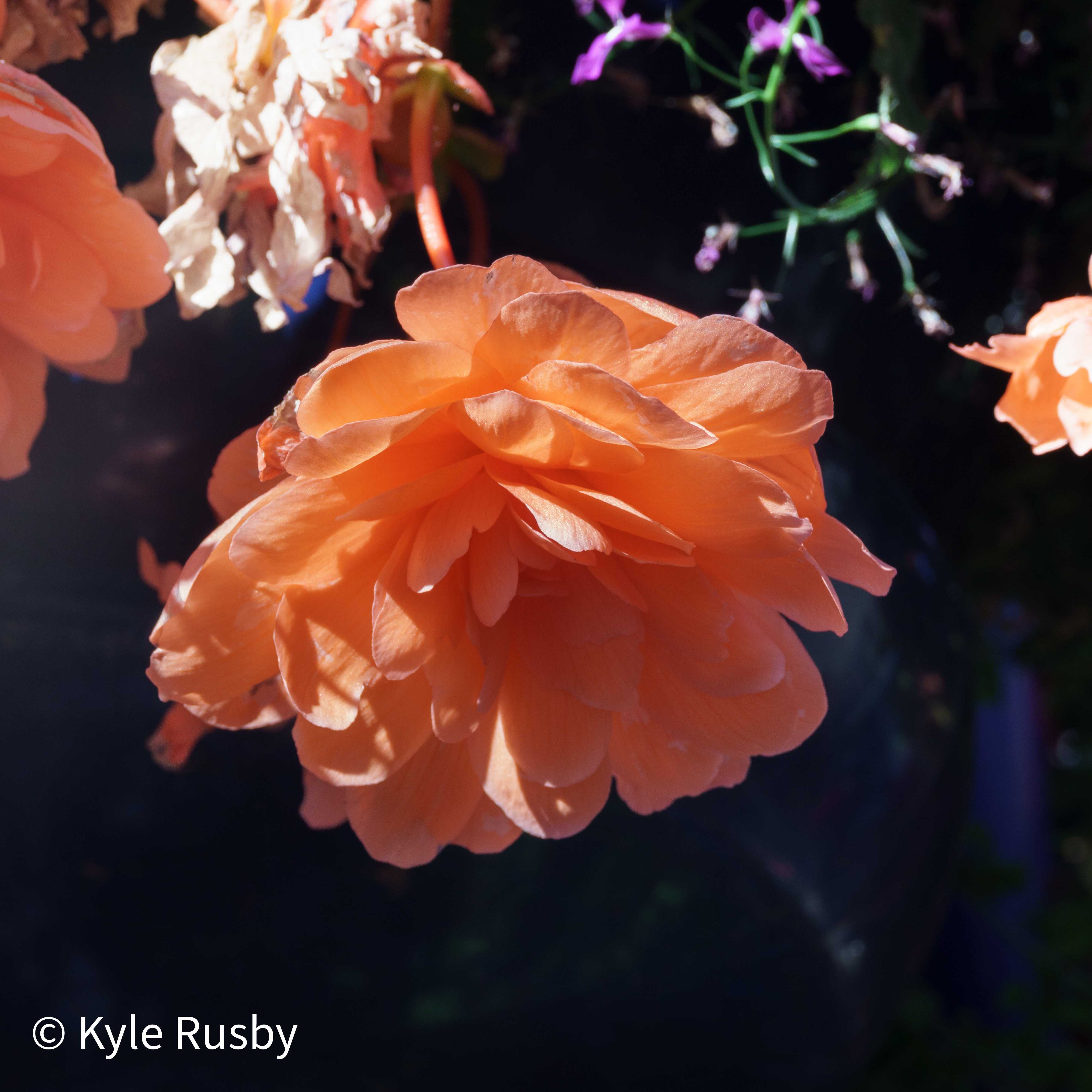 A single peach begonia bloom lit against deep shadow, small purple flowers scattered in the dark behind