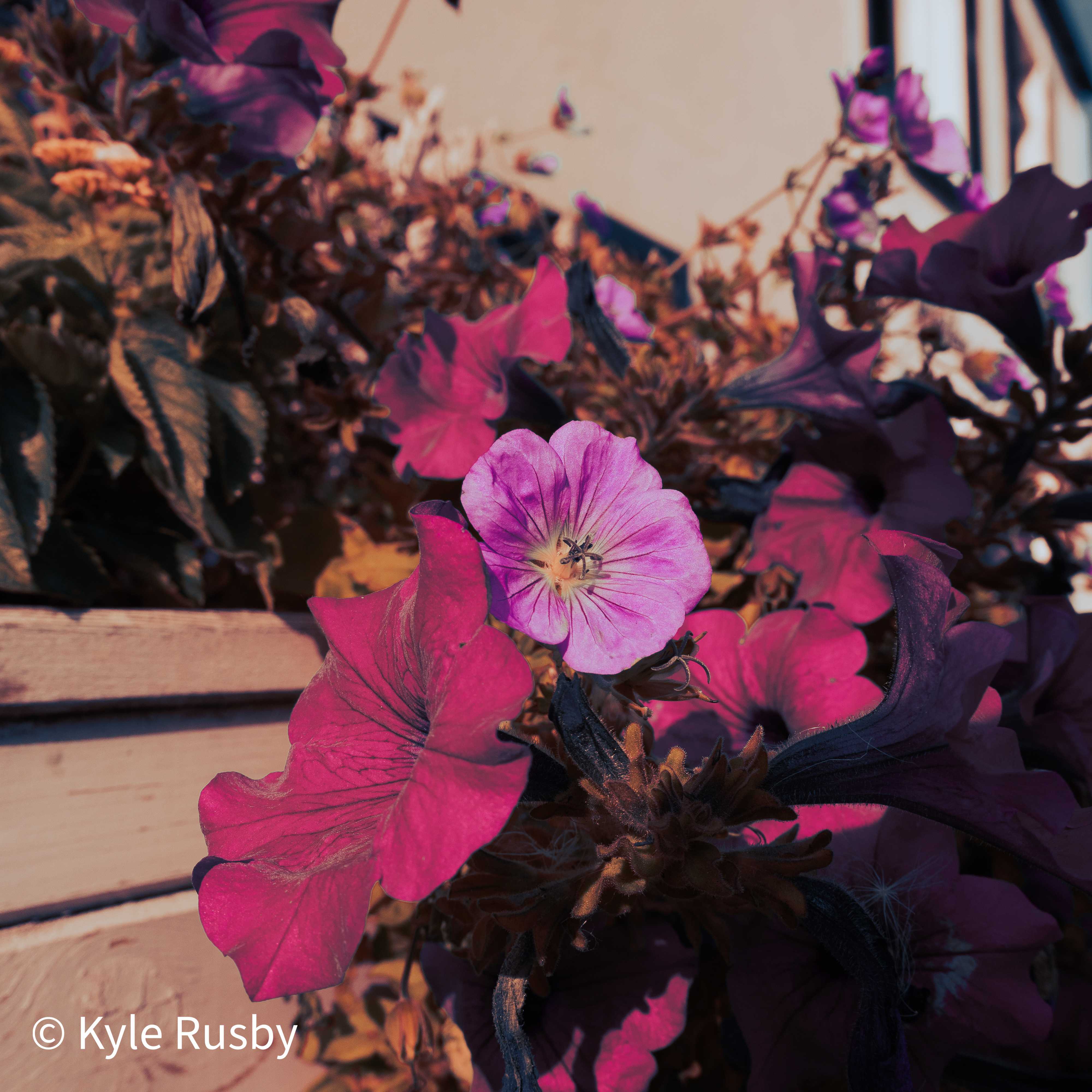Magenta petunias and a pale pink cranesbill crowd a window box in low warm light, dark bronze leaves massed behind them